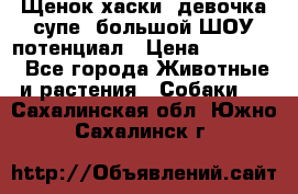 Щенок хаски, девочка супе, большой ШОУ потенциал › Цена ­ 50 000 - Все города Животные и растения » Собаки   . Сахалинская обл.,Южно-Сахалинск г.